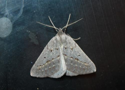 Chemerina caliginearia